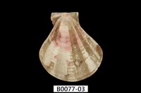 藏品(芬香海扇蛤(錢包海扇蛤))的圖片